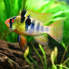 German Ramirezi