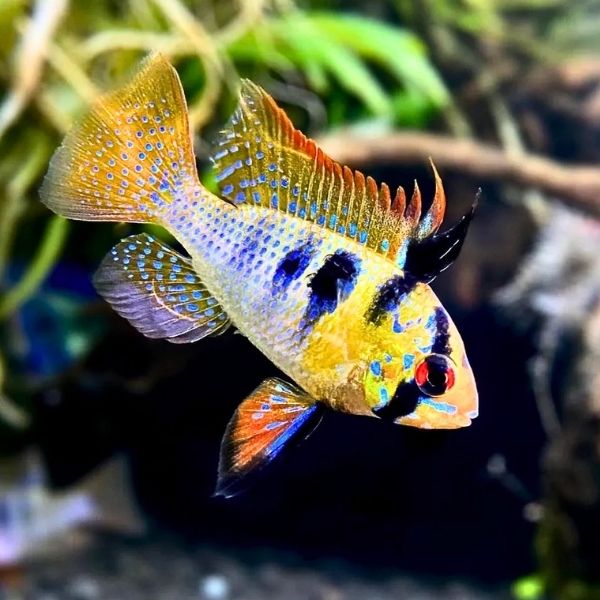 Cichlids