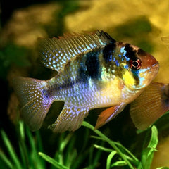 German Ramirezi