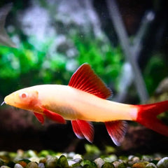 Albino Rainbow Shark