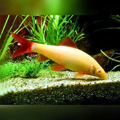 Albino Rainbow Shark
