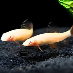 Albino Rainbow Shark