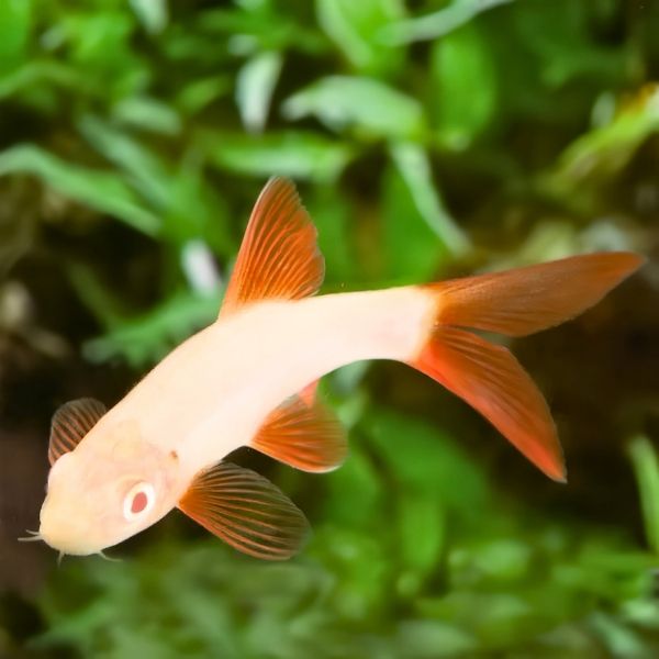 Albino Rainbow Shark