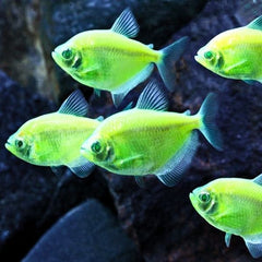 Deep Green Widow Tetra