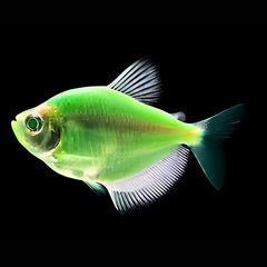 Deep Green Widow Tetra