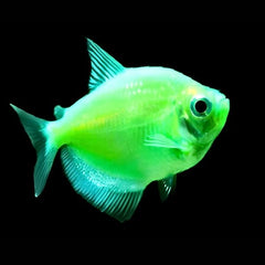 Deep Green Widow Tetra