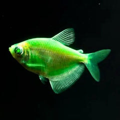 Deep Green Widow Tetra