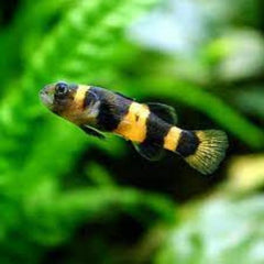 Bumblebee Goby Fish 3cm