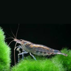 Amano Shrimp