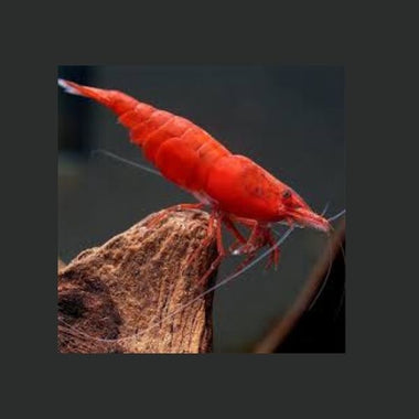 Fire Red Shrimp