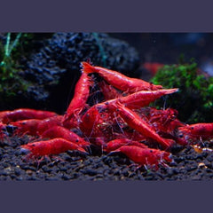 Fire Red Shrimp