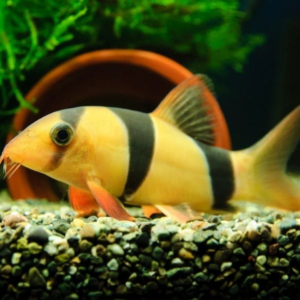 Loach