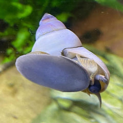 White Wizard Snails