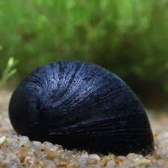 Black Helmet Snails
