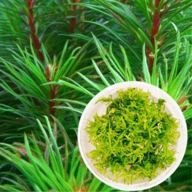 Rotala Nanjenshan - Growow Tc Plant