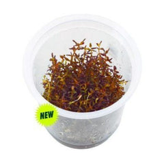 Rotala macrandra 'mini gold' - Growow Tc Plant