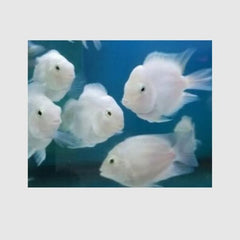 White Polar Parrot Fish 6cm