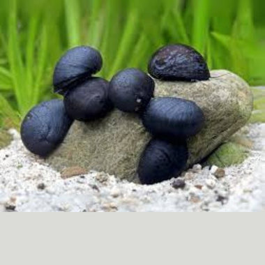 Black Helmet Snails