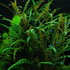 Hygrophila pinnatifida