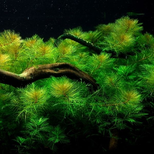 Myriophyllum mattogrossense