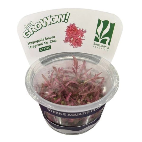 Hygrophila sp. “Araguaia Chai” Growow TC