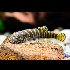 Zebra Borneo Loach