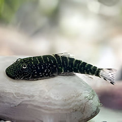 Zebra Borneo Loach