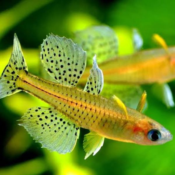 Gertrude Rainbowfish