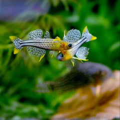 Gertrude Rainbowfish