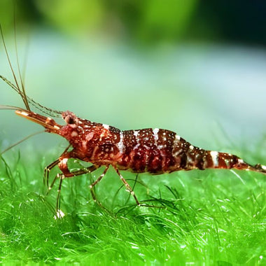 Red Orchid Sulawesi Shrimp
