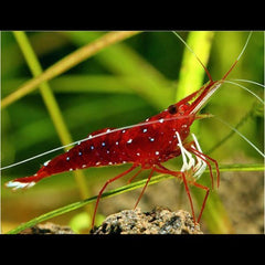 Red Orchid Sulawesi Shrimp