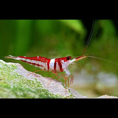 Harlequin Sulawesi Shrimp