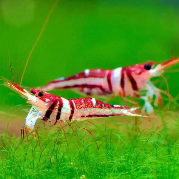 Harlequin Sulawesi Shrimp