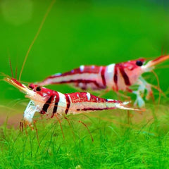 Harlequin Sulawesi Shrimp