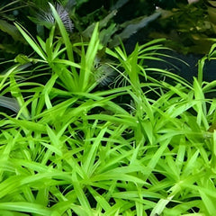 Helanthium bolivianum Quadricostatus TC Growow