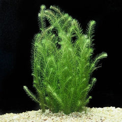 Mayaca fluviatilis TC Growow