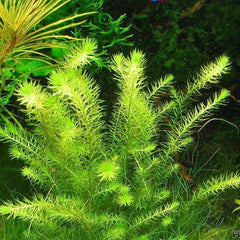 Mayaca fluviatilis TC Growow