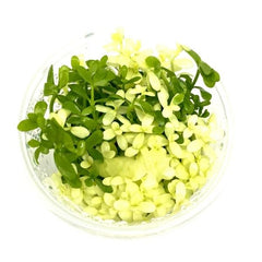 Bacopa monniera platinum TC Growow