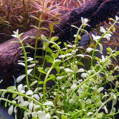 Bacopa monniera platinum TC Growow