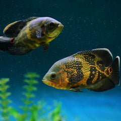 Tiger Oscar Fish 10cm
