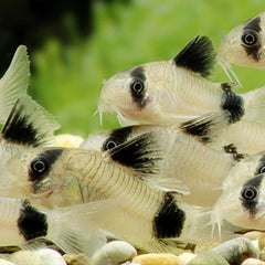 Panda Cory Catfish