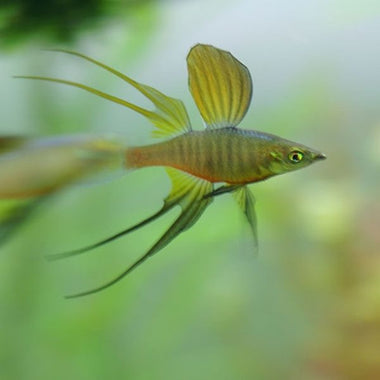 Threadfin Rainbow