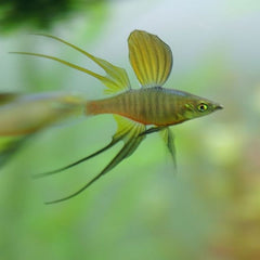 Threadfin Rainbow