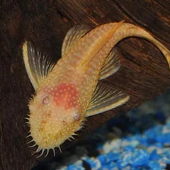 Albino Bristle Nose Pleco