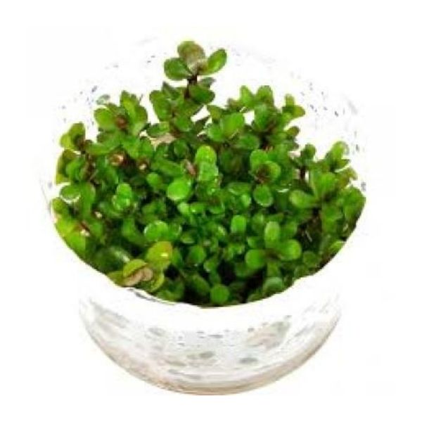 Rotala sp. 'Bonsai' - Growow Tc Plant