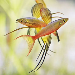 Threadfin Rainbow