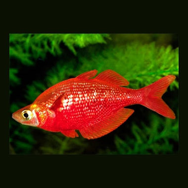 Scarlet Rainbowfish