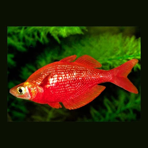 Scarlet Rainbowfish