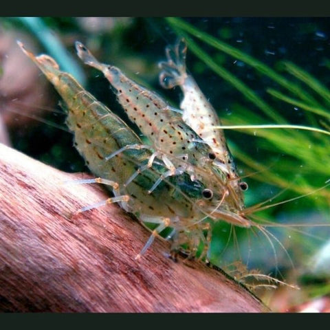 Amano Shrimp