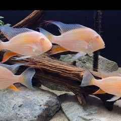 ALBINO THREADFIN ACARA 6cm